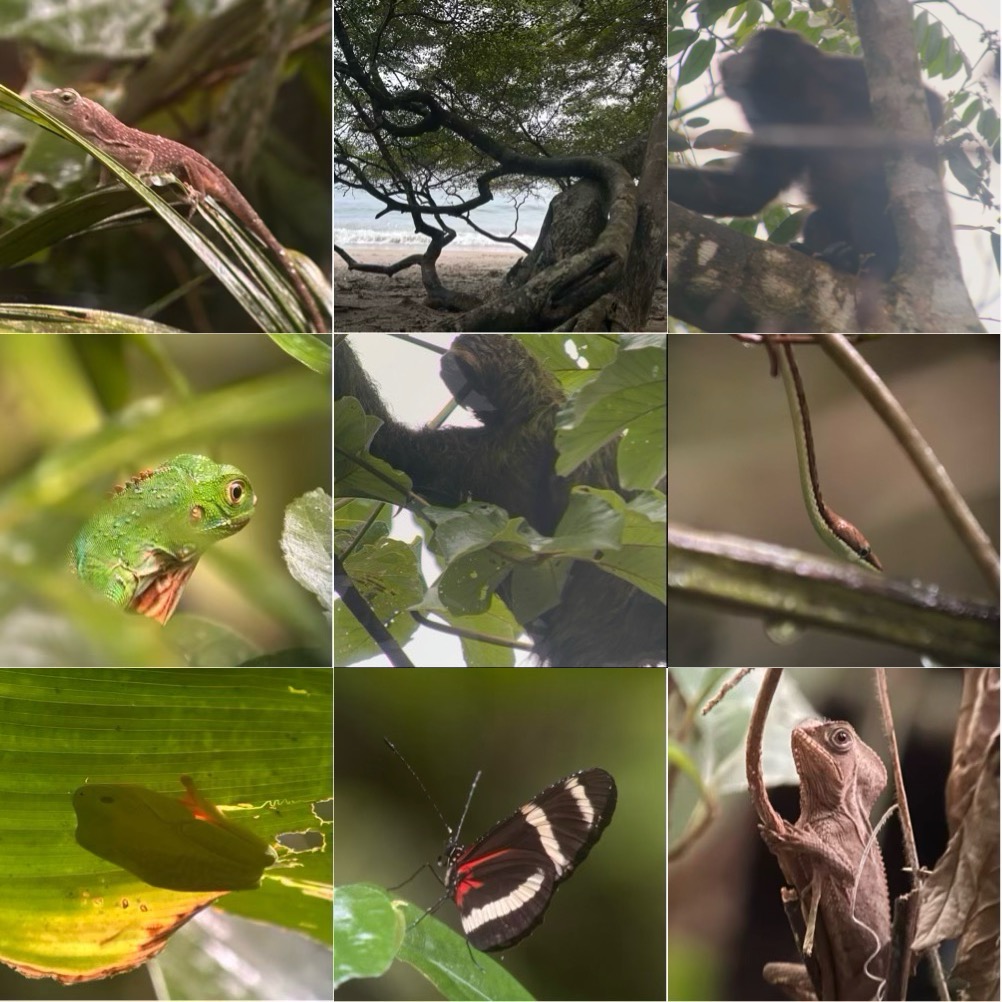 Manuel Antonio Nationalpark